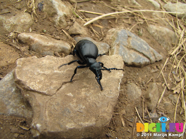 SX17922 Blister beetle (Meloe violaceus) on rock